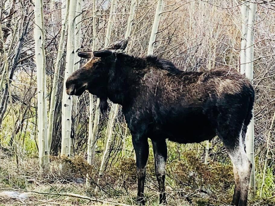 Boulder Best City And Nature With Lake And Trails Pets Ok Εξωτερικό φωτογραφία